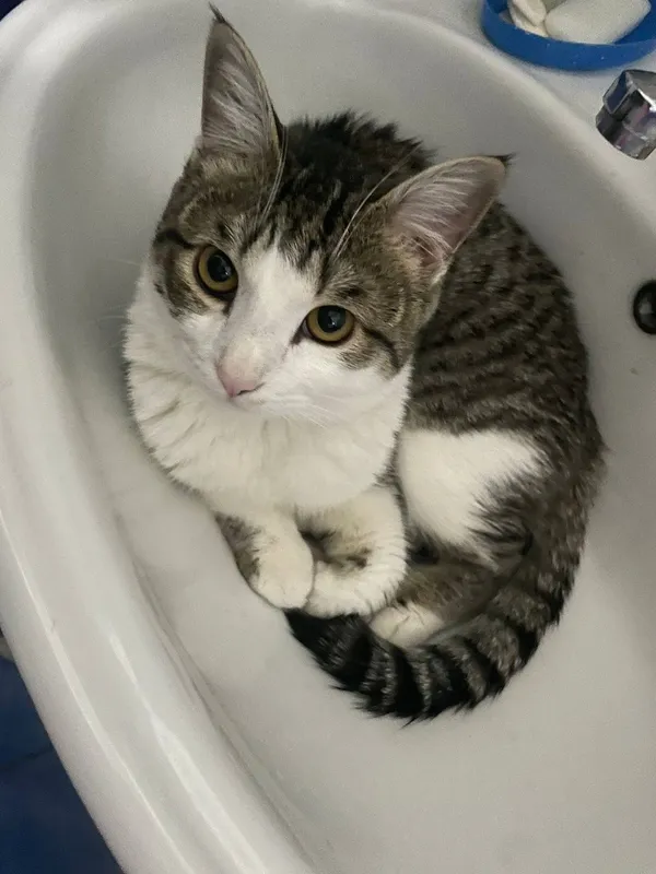 Mushuk sotiladi! Котик продаётся! — фото 3