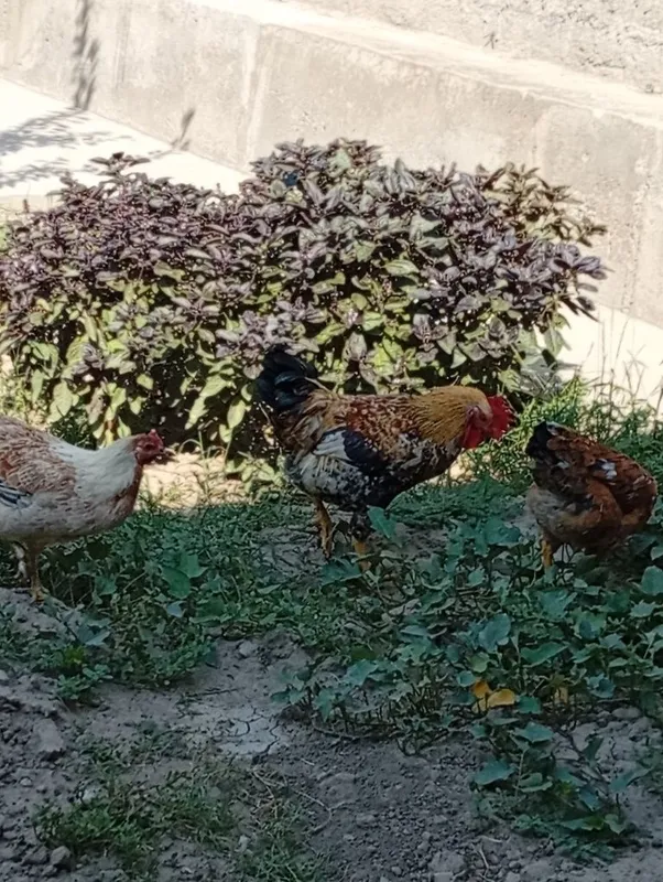 Horozlar sotiladi 6 oylik 3 Horozlar sotiladi 6 oylik 3