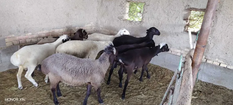 Qo'chqor barralar sotiladi 5 Qo'chqor barralar sotiladi 5