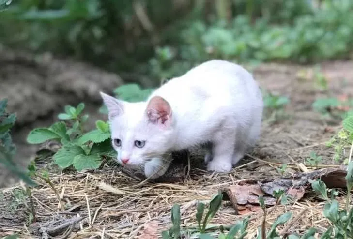 Котёнок 2.5 месяца — фото 1