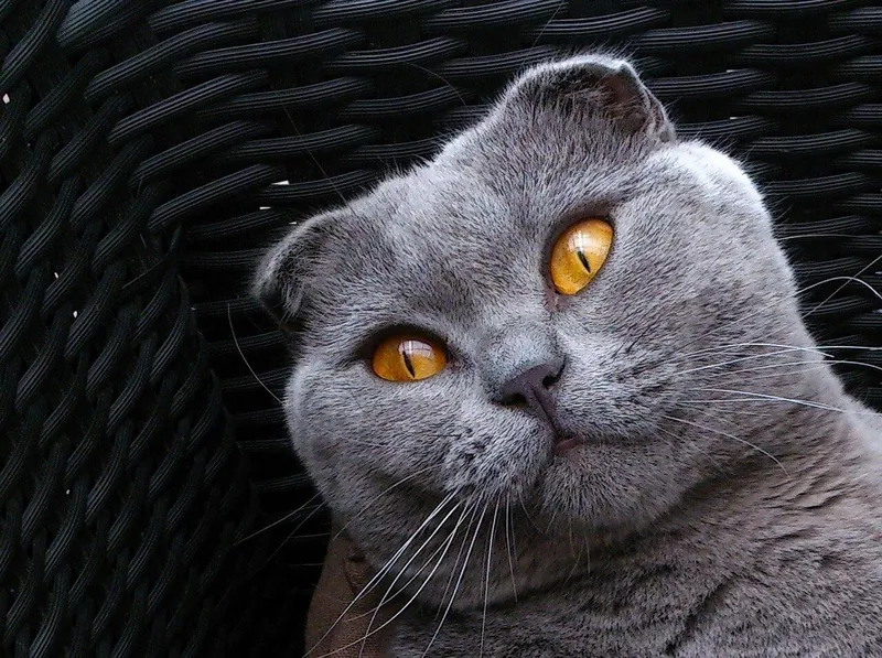 Scottish Fold mushugi 2