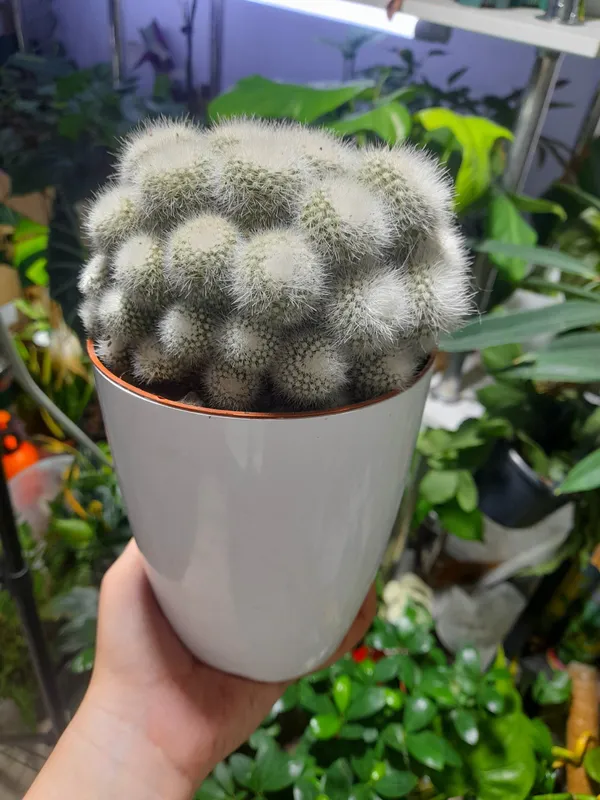 Mammillaria Shvartsa (Xitoy) 1