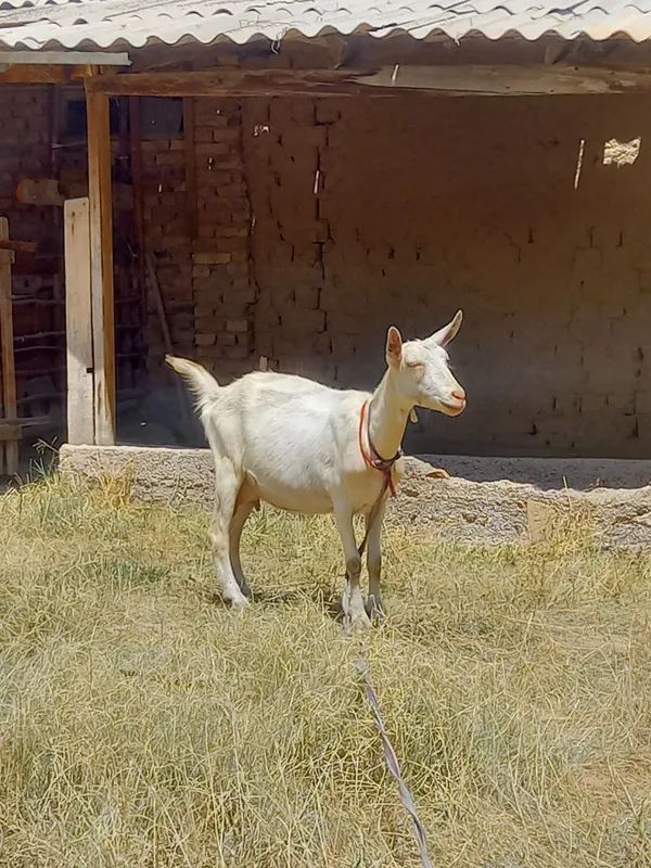 Toza qonli sutli ecki end 1ta tuqqan 4