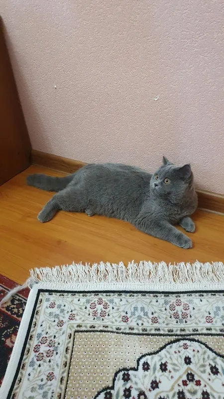 Кошка 6 Кошка 6