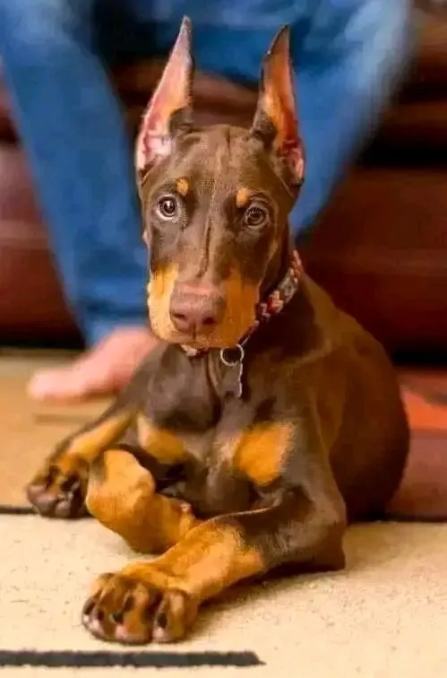 Doberman kuchukchalari sotiladi 1 Doberman kuchukchalari sotiladi 1