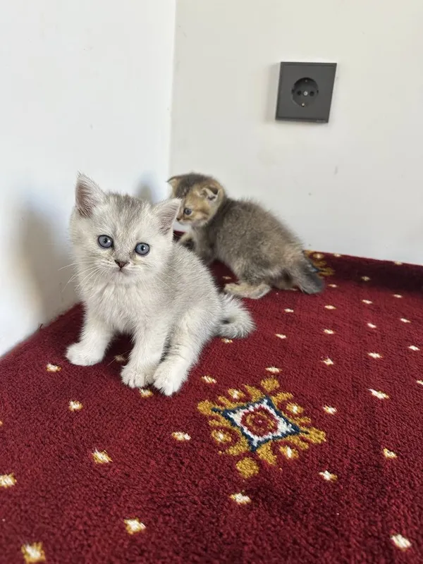 Scottish fold и Scottish straight настоящий — фото 3