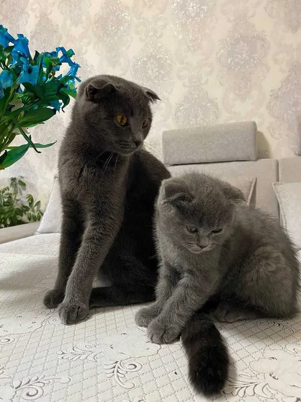Продается пародистая кошка, мать и дочка — фото 3