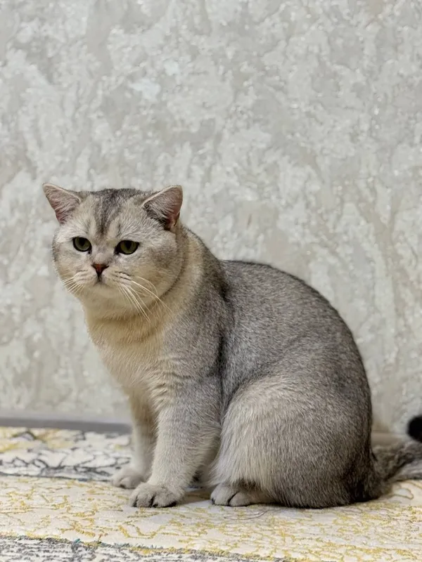 Шиншилла окраски ли кошка 4 Шиншилла окраски ли кошка 4
