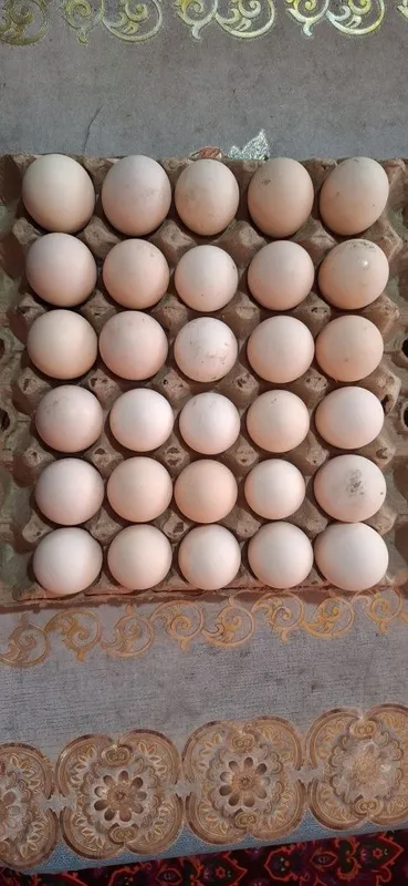 Adler tuxumlariga zakaz olamiz.
