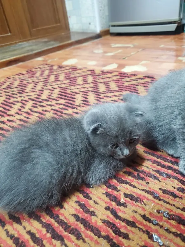 Mushukcha qiz parodasi toza 1 ta dona qoldi va juda uyinqaroq — фото 1