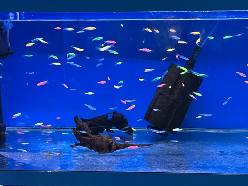 Рыбки Danio Glofish 1 Рыбки Danio Glofish 1