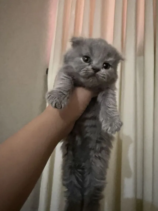 Красивые серые котята, здоровые и игривые — фото 4