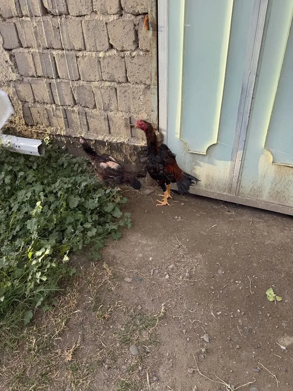 Сотилади корея шамо