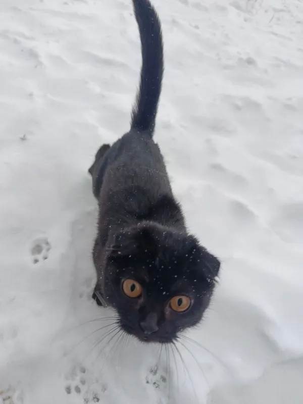 Black scottish fold Black scottish fold