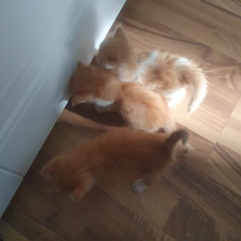 Котята пушистые 4 Котята пушистые 4