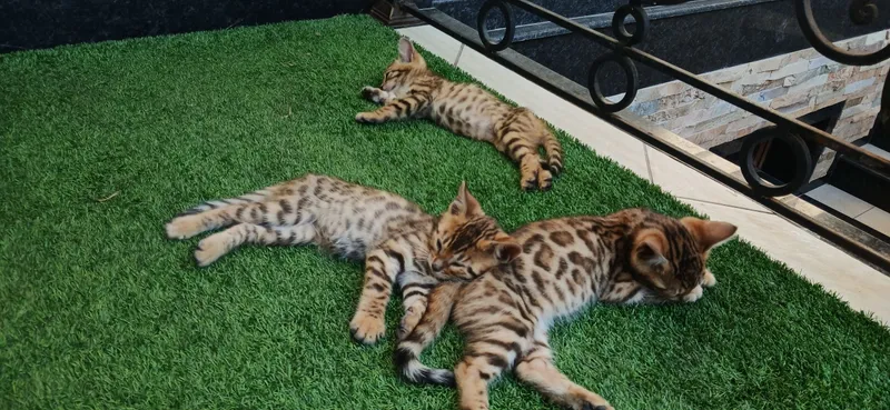Bengal F1 4 dev 1 molchik 3