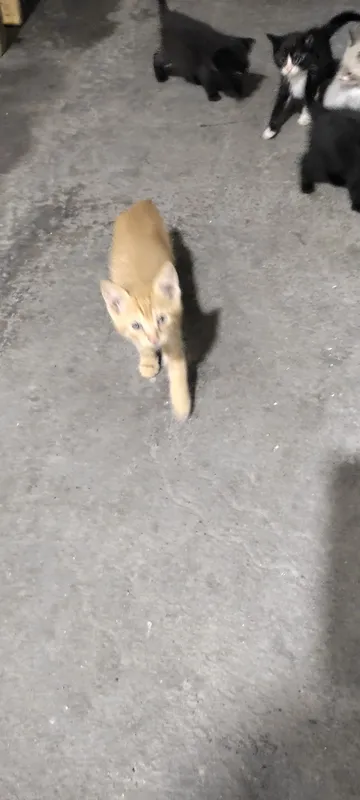 Котята домашние кушают самостоятельно ходят в латок — фото 1