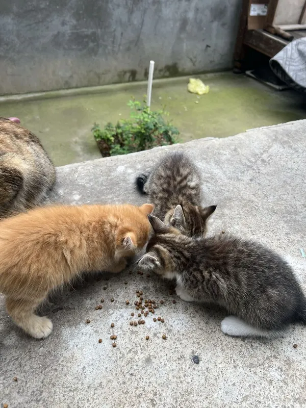 Котята 3 месяца, домашние — фото 1