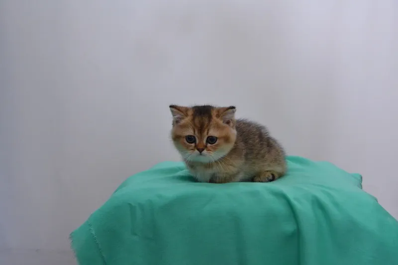манчкин девочка с родословной — фото 3