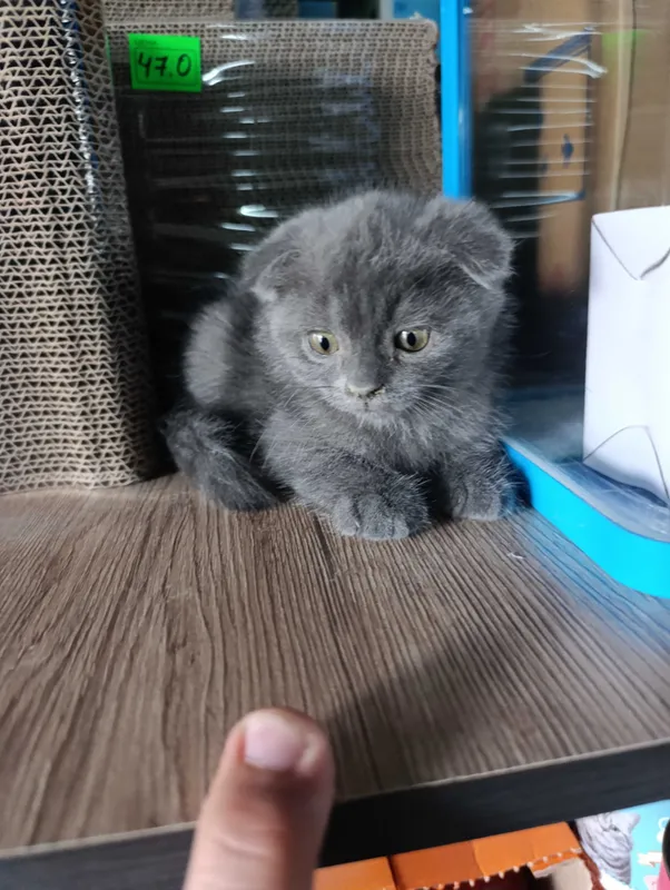 Британские котята