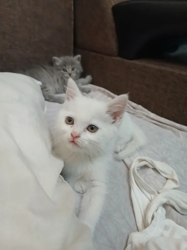 Продаются котята британцы с турецкой ангорой 2 Продаются котята британцы с турецкой ангорой 2