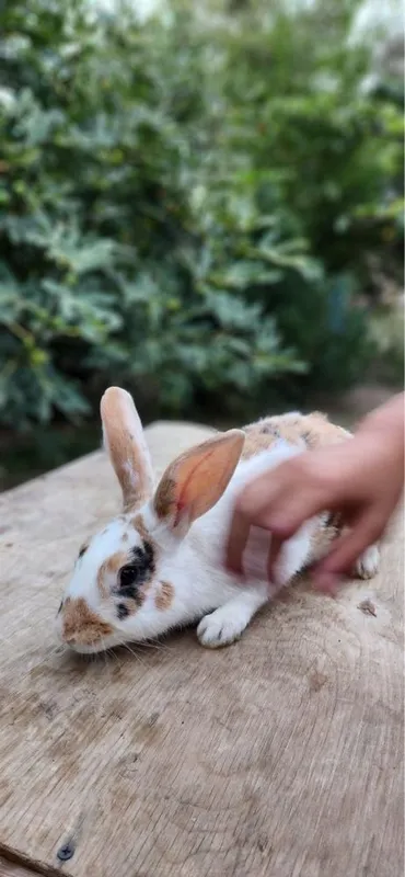 Quyonlar toza kasal emas 3 Quyonlar toza kasal emas 3