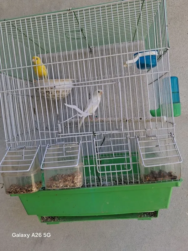 Kanareka sames 1,5 yoshda 1 Kanareka sames 1,5 yoshda 1