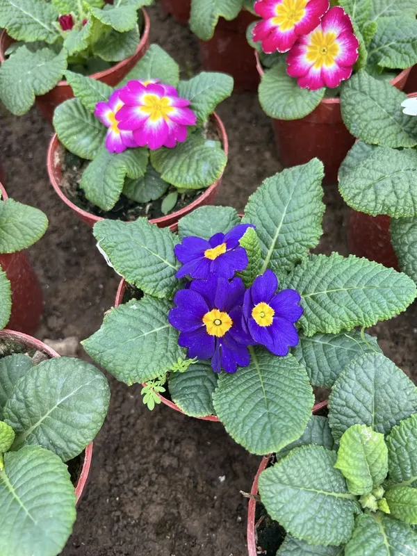 Примула primula mavsumiy gullar — фото 5