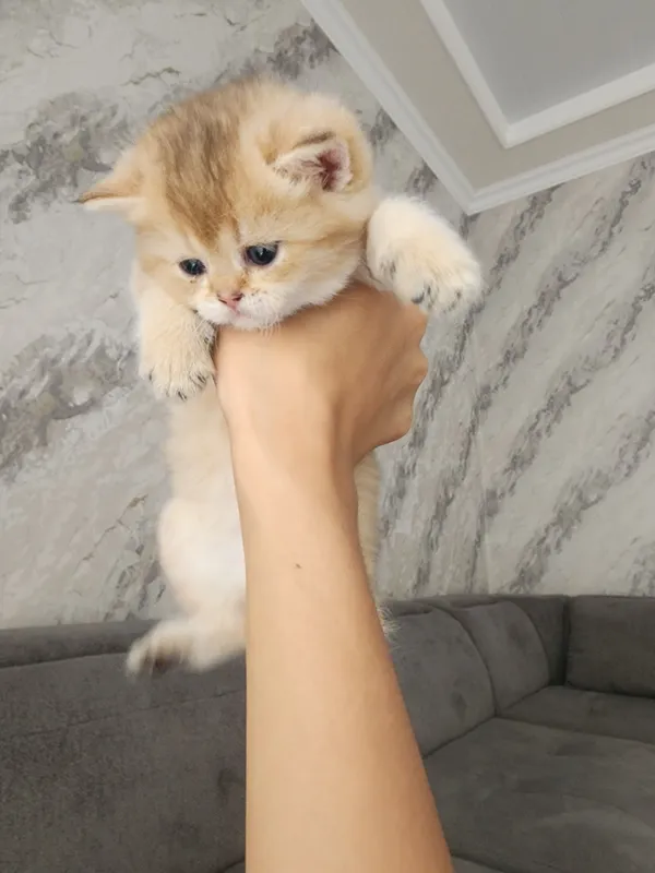 Scottish Fold, 1,5-месячные, 3 котёнка. 3 Scottish Fold, 1,5-месячные, 3 котёнка. 3