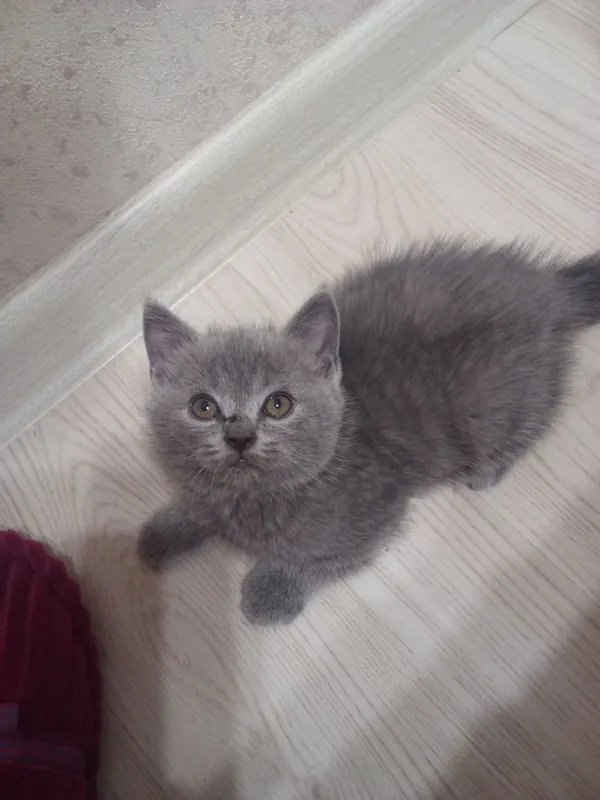 Котят страйд СОТИЛАДИ 7