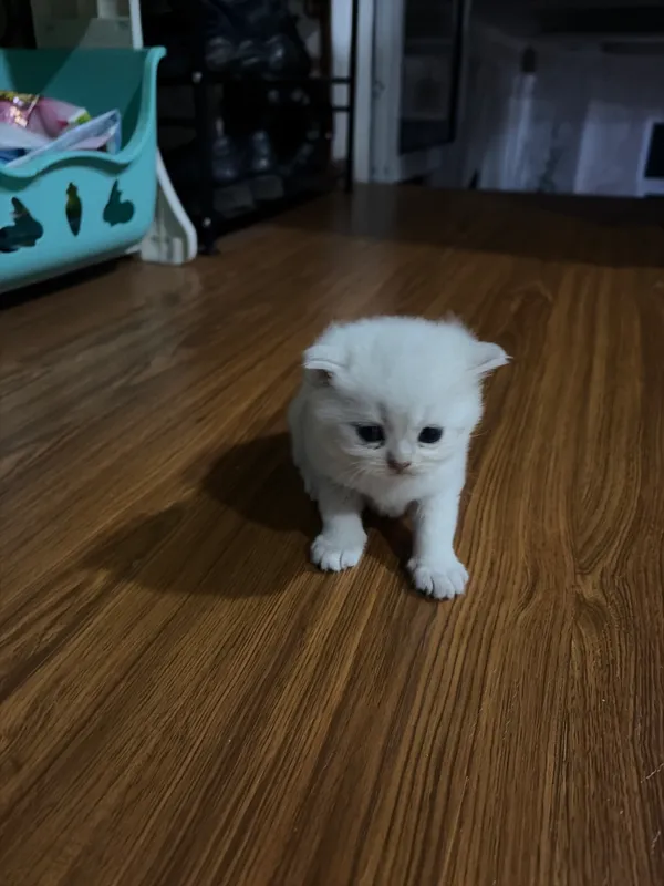 Котёнок 3 Котёнок 3