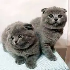 Скоттиш-фолд, скоттиш-страйт 3 Скоттиш-фолд, скоттиш-страйт 3