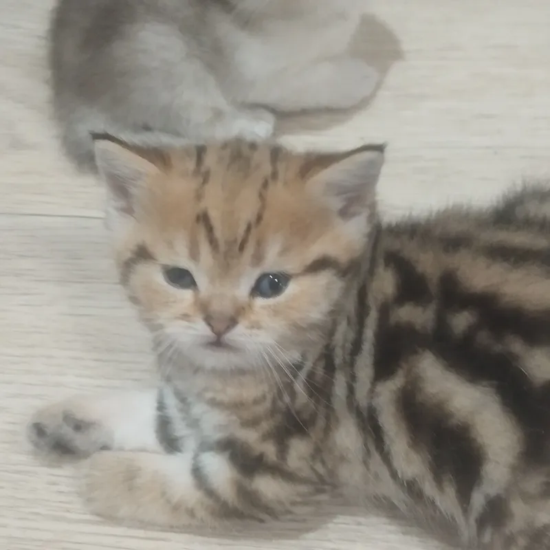 котята. породистые — фото 2
