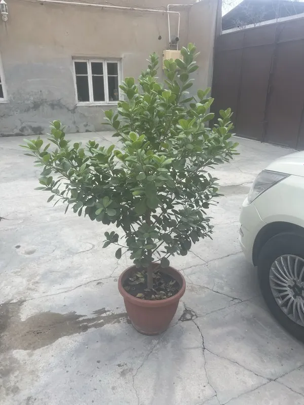 Гул чиройли ва 1метрдан баланд уйга ва офизга жудачиройли туради кўп х — фото 4