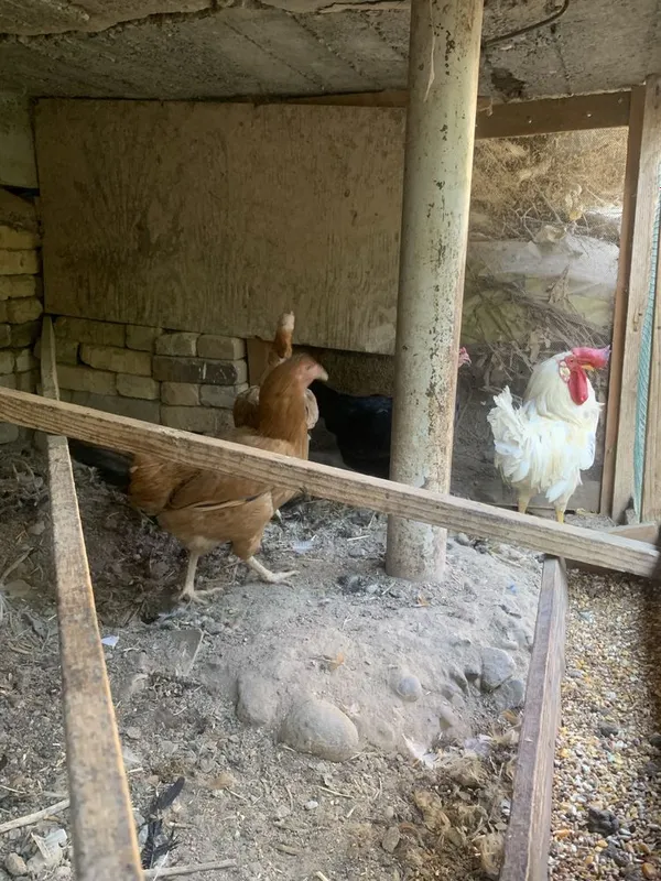 Xonaki mesni tovuqlar bor xoʻrozi bilan tuxumda hammasi 4