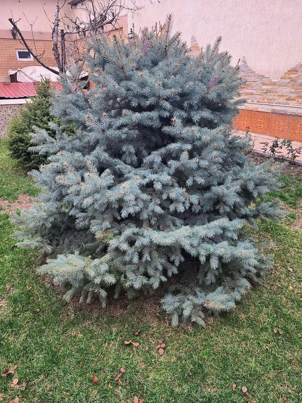 Голубая ель (Picea pungens) — фото 1