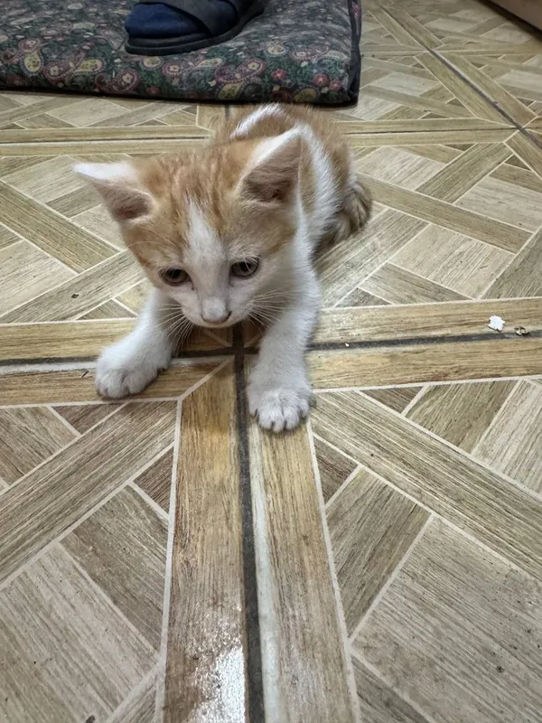Котята, в хорошие руки — фото 4