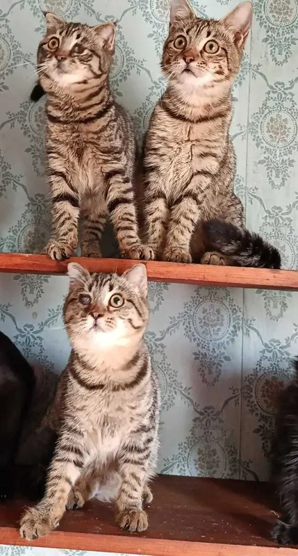 Котята в добрые руки Страйт и фолд.. — фото 5