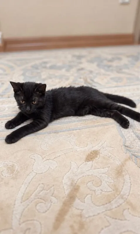 Отдам в добрые руки очаровательного чёрного котёнка! 2