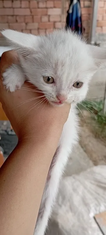 Продаются котята