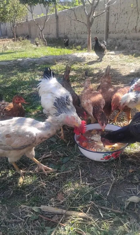 Продаются куры 1 Продаются куры 1