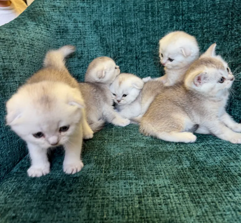 Котята шиншиллы — фото 6