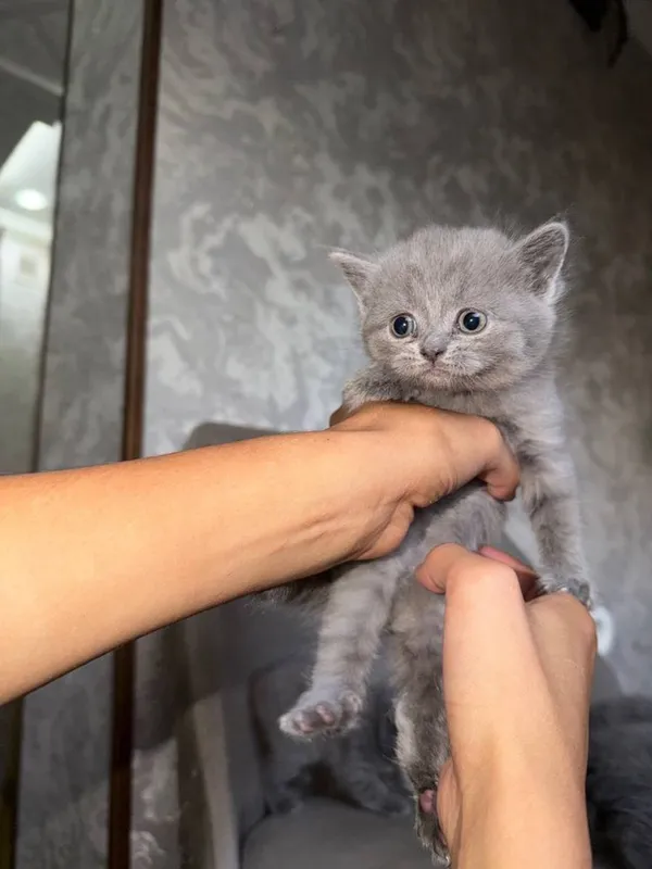 Котята чистокровные 3 Котята чистокровные 3