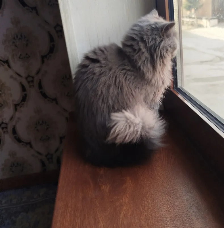 Скоттиш-страйт хайленд, котёнок-мальчик продаётся 4 Скоттиш-страйт хайленд, котёнок-мальчик продаётся 4