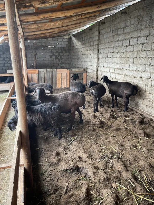 Urgochi, soliq qoylar sotiladi soni 6 ta Hisori /