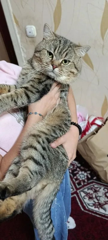Продаётся породистые котёнка 5