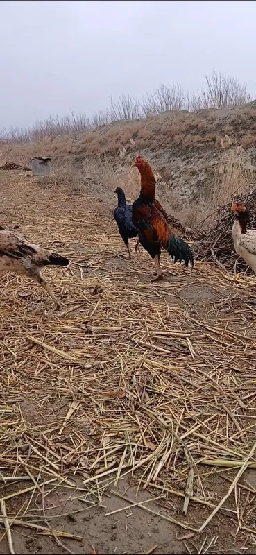 Dakan tuxumlari sotiladi