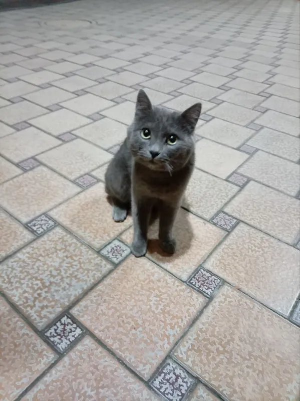 Russian Blue Mushigi — фото 2