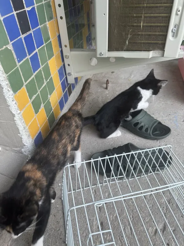 Отдам котят бесплатно 8