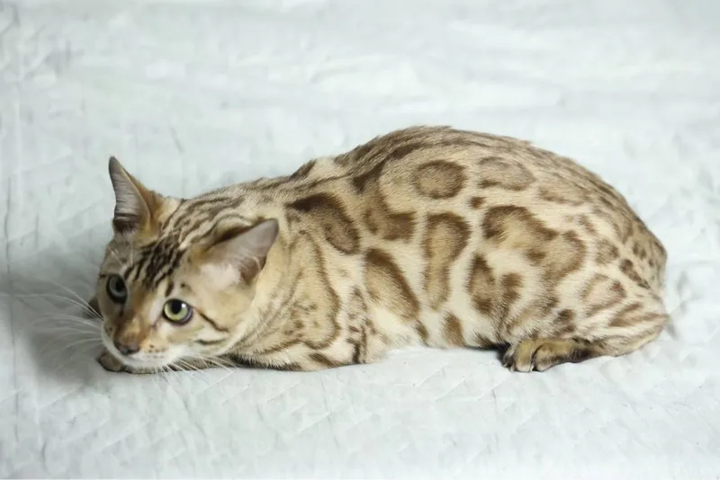 Клубная бенгальская кошка! 4 Клубная бенгальская кошка! 4